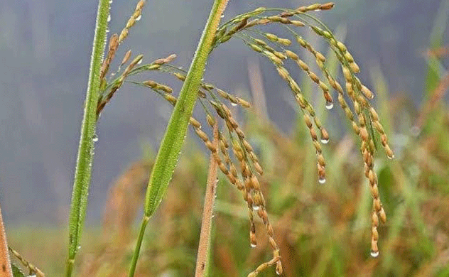 বর্ষপঞ্জি সংস্কার, ১ দিন পিছিয়ে হেমন্তের শুরু বর্ষপঞ্জি সংস্কার, ১ দিন পিছিয়ে হেমন্তের শুরু