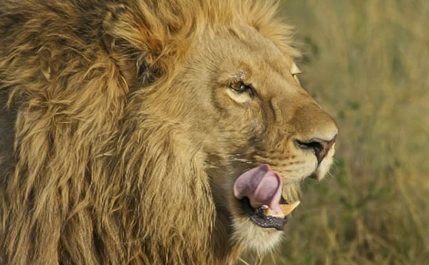 যুবকের কৌশলে হার মানলো সিংহ! (ভিডিও) যুবকের কৌশলে হার মানলো সিংহ! (ভিডিও)