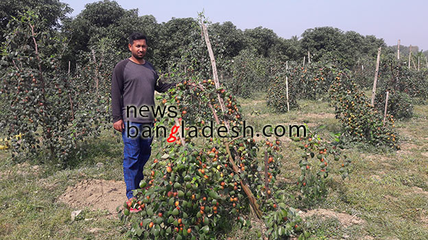 চুয়াডাঙ্গায় কাশ্মীরি আপেল কুল চাষে সাবলম্বী সোহাগ