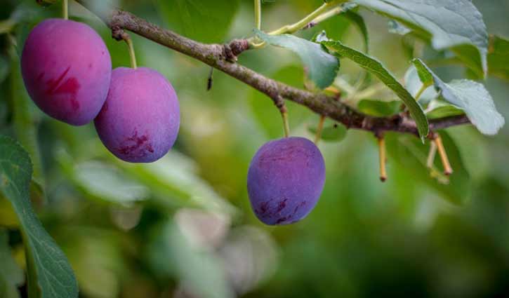 আলু নয় আলুবোখারা আলু নয় আলুবোখারা