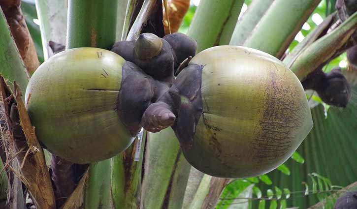 ফল ধরে ৮০ বছর পর, ওজন ২০ কেজি! ফল ধরে ৮০ বছর পর, ওজন ২০ কেজি!