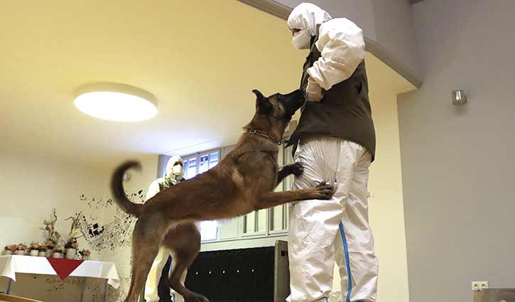 ৯৪% সঠিক করোনা শনাক্ত করতে পারে কুকুর! ৯৪% সঠিক করোনা শনাক্ত করতে পারে কুকুর!