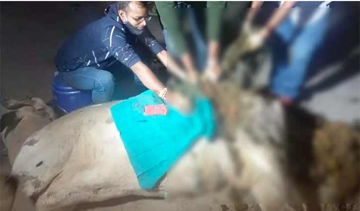 গরুর পেটে ৭১ কেজি প্লাস্টিক, সুই কয়েন ও স্ক্রু! গরুর পেটে ৭১ কেজি প্লাস্টিক, সুই কয়েন ও স্ক্রু!