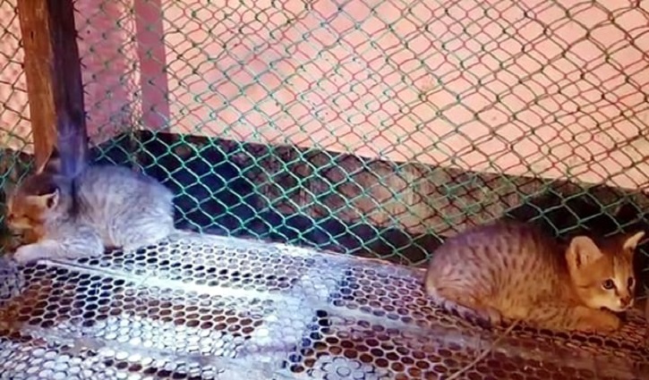 সিলেটে মুদি দোকানের ভিতর মেছো বাঘের বাচ্চা সিলেটে মুদি দোকানের ভিতর মেছো বাঘের বাচ্চা