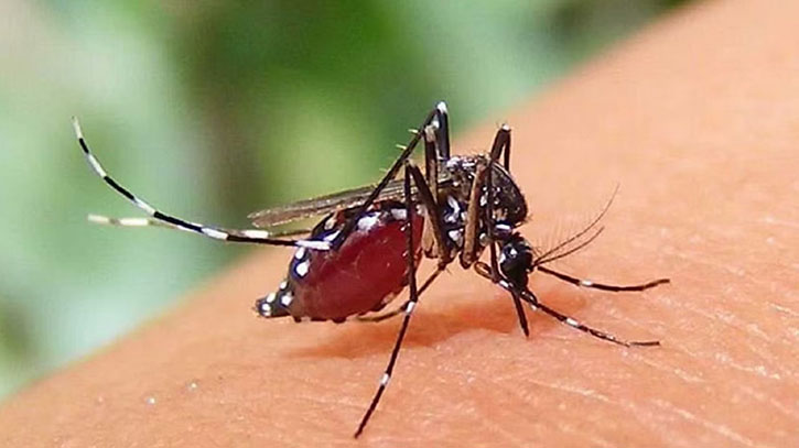 ডেঙ্গুতে আরও ১ জনের মৃত্যু, হাসপাতালে ৩৯১