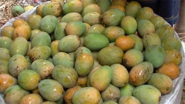 রাজশাহীতে গুটি আম পাড়া শুরু ১৫ মে