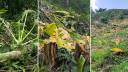 জুমের ফসল কেটে নিষিদ্ধ ইউক্যালিপটাস লাগালো বনবিভাগ