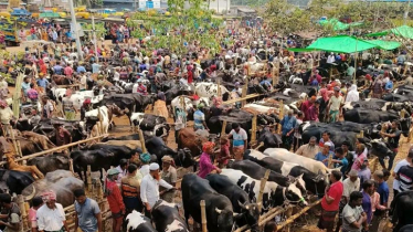 যশোরে ১০ কোটি টাকার পশুর হাট দুই কোটিতে ইজারা 