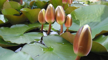 ইসির প্রতীক তালিকায় যুক্ত হলো ‘শাপলা কলি’ ইসির প্রতীক তালিকায় যুক্ত হলো ‘শাপলা কলি’