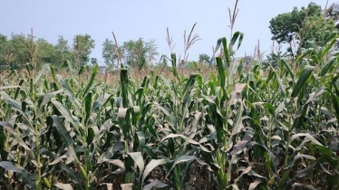 চুয়াডাঙ্গায় ভুট্টা চাষে জড়িত আড়াই লাখ কৃষক 