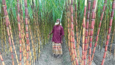 লালমনিরহাটের আখ চাষে দ্বিগুণ লাভবান হচ্ছে চাষিরা