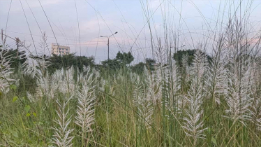 উত্তরায় কাশবন থেকে তরুণীর মরদেহ উদ্ধার