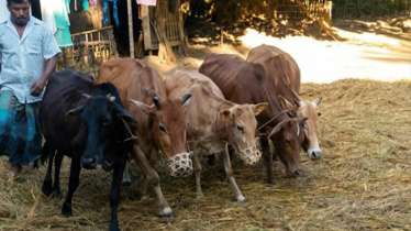 প্রযুক্তির দাপটে হারিয়ে যাচ্ছে `গরু দিয়ে ধান মারাইয়ের দৃশ্য`