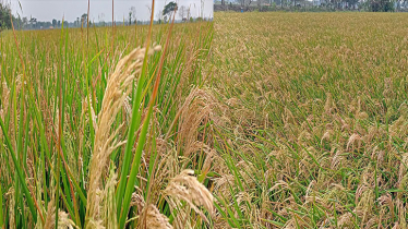 খুলনায় বোরো ধানে শেষ মুহূর্তে ব্লাস্টের আক্রমণ, হতাশ কৃষক