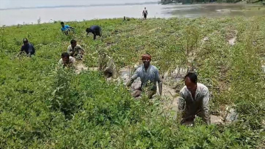 টানা বৃষ্টি ও ঢলে তলিয়েছে তিস্তাপারের শত শত বিঘা ফসলি জমি 