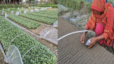 যশোরের ২০ কোটি শীতকালিন সবজিচারা যাচ্ছে সারাদেশে যশোরের ২০ কোটি শীতকালিন সবজিচারা যাচ্ছে সারাদেশে