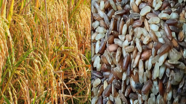 ৫০ টাকা কেজি দরে আমন চাল কিনবে সরকার