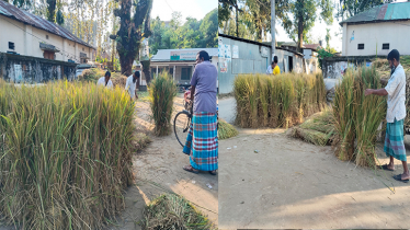 খড়ের দামে কৃষক খুশি, বিপাকে গবাদিপশুর খামারি খড়ের দামে কৃষক খুশি, বিপাকে গবাদিপশুর খামারি