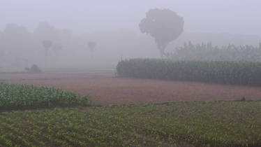 ৮.২ ডিগ্রিতে নামল চুয়াডাঙ্গার তাপমাত্রা 