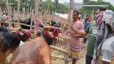 পশ্চিমবঙ্গে অনুমতি ব্যতিত প্রকাশ্যে পশু জবাই নিষিদ্ধ 