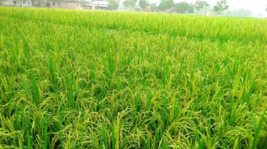 দিনাজপুরে প্রায় সাড়ে ৮ লাখ মেট্রিক টন চাল উৎপাদনের সম্ভাবনা