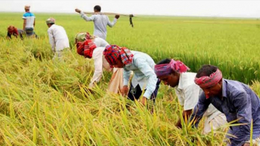 সিলেটে অনাবৃষ্টিতে ব্লাস্টের ঝুঁকি, কম হতে পারে বোরো ধান উৎপাদন