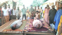 ভাইকে বাঁচাতে দুই ভাইয়ের মৃত্যু, আহত চাচা ভাতিজা