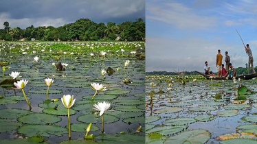 ফরিদপুরের খোয়াড় গ্রামে সাদা শাপলার নৈসর্গিক সৌন্দর্য