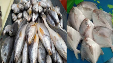 বঙ্গোপসাগরে মাছের মজুত ১,৫৮,১০০ টন থেকে কমে ৩৩,৮১১ টন বঙ্গোপসাগরে মাছের মজুত ১,৫৮,১০০ টন থেকে কমে ৩৩,৮১১ টন