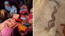কুড়িগ্রামের রৌমারীতে সাপের কামড়ে নারীর মৃত্যু