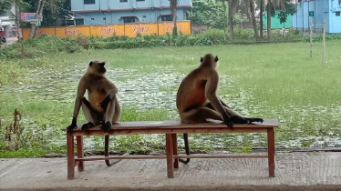 ফরিদপুরের লোকালয়ে খাবারের খোঁজে দুটি হনুমান