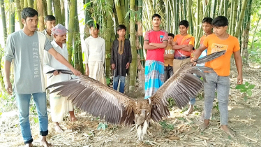 কুড়িগ্রামে বিপন্ন প্রজাতির শকুন উদ্ধার