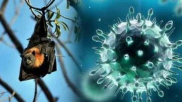 নওগাঁয় নিপা ভাইরাসে এক নারীর মৃত্য নওগাঁয় নিপা ভাইরাসে এক নারীর মৃত্য