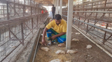 ভুল ওষুধে ১৭০০০ মুরগির মৃত্যু, ওষুধ কোম্পানির বিরুদ্ধে অভিযোগ