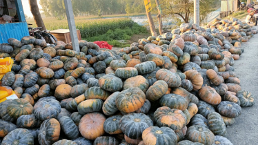 চরে মিষ্টি কুমড়ার বাম্পার ফলন, দাম না পাওয়ায় হতাশ চাষিরা চরে মিষ্টি কুমড়ার বাম্পার ফলন, দাম না পাওয়ায় হতাশ চাষিরা