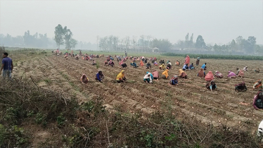 লাভে আশায় আলু চাষ করে লোকসান নিয়ে ঘরে ফিরছে চাষিরা