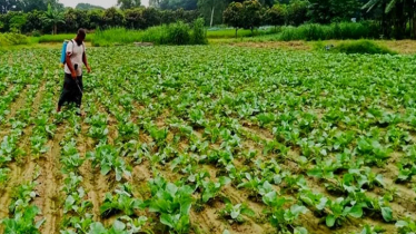 উত্তর অঞ্চলে আগাম শীতকালীন সবজি চাষ করছেন কৃষকরা উত্তর অঞ্চলে আগাম শীতকালীন সবজি চাষ করছেন কৃষকরা