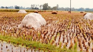 নওগাঁয় টানা বৃষ্টিতে পাকা ধান পচে নষ্ট, বিপাকে কৃষকেরা