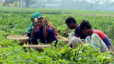 আলুর বাম্পার ফলন: হাসি নেই কৃষকের, উৎপাদন খরচই উঠছে না