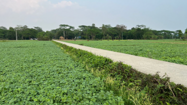 পটুয়াখালীতে মুগডালের বাম্পার ফলনের সম্ভাবনা