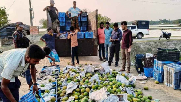 সাতক্ষীরায় বিপুল পরিমাণ রাসায়নিক মিশ্রিত আম জব্দ