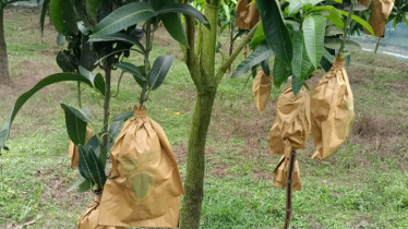 ব্যাগিং প্রযুক্তিতে আম উৎপাদন, রপ্তানি হচ্ছে ইউরোপে