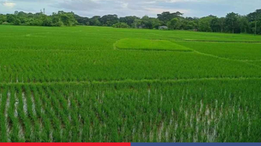 বন্যার ধকল পেরিয়ে চট্টগ্রামে প্রায় শেষ আমন আবাদ বন্যার ধকল পেরিয়ে চট্টগ্রামে প্রায় শেষ আমন আবাদ