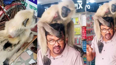 ক্ষত দেখিয়ে ফার্মেসিতে চিকিৎসা নিল বিরল কালোমুখ হনুমান ক্ষত দেখিয়ে ফার্মেসিতে চিকিৎসা নিল বিরল কালোমুখ হনুমান