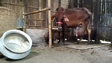 সখীপুরে এক মাসে ছয় কৃষকের ১৪ গরু চুরি, নির্ঘুম রাত কাটাচ্ছে কৃষক