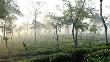 শ্রীমঙ্গলে ৪ দিন ধরে দেশের সর্বনিম্ন তাপমাত্রা শ্রীমঙ্গলে ৪ দিন ধরে দেশের সর্বনিম্ন তাপমাত্রা