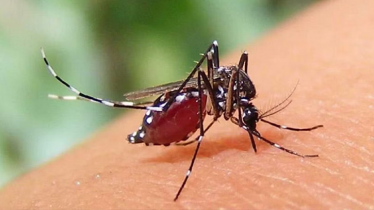 ডেঙ্গুতে একদিনে প্রাণ গেলো ৩ জনের