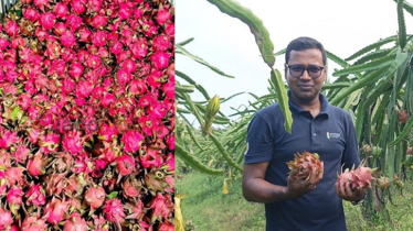 ৬ হাজার ড্রাগন গাছে বদলে গেছে মাদ্রাসা শিক্ষকের জীবন ৬ হাজার ড্রাগন গাছে বদলে গেছে মাদ্রাসা শিক্ষকের জীবন