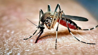 ডেঙ্গুতে ২৪ ঘণ্টায় আরও ৫ জনের মৃত্যু