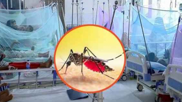 ২৪ ঘণ্টায় ডেঙ্গুতে আরও ৩ জনের মৃত্যু, হাসপাতালে ভর্তি ৪৫৮ ২৪ ঘণ্টায় ডেঙ্গুতে আরও ৩ জনের মৃত্যু, হাসপাতালে ভর্তি ৪৫৮